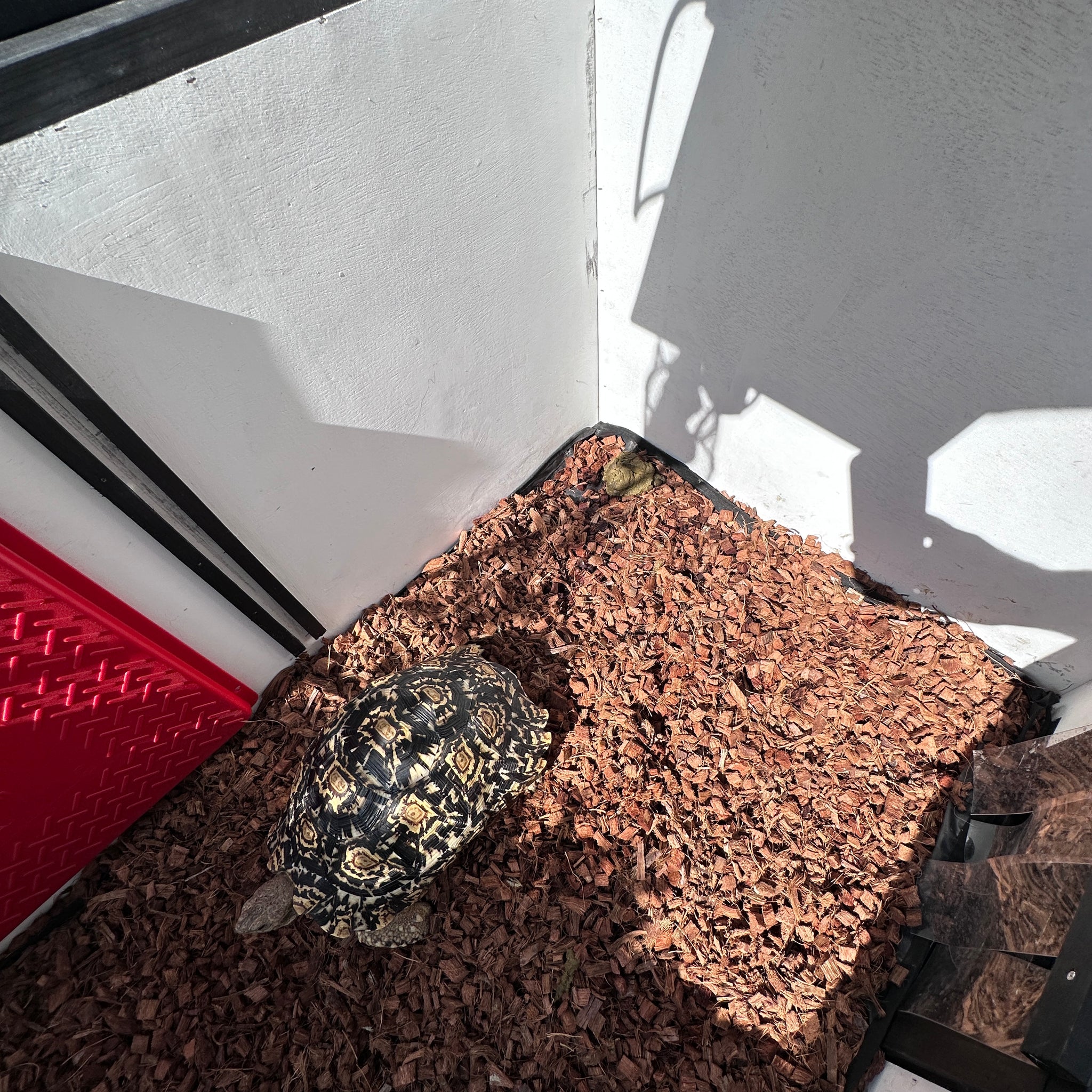 Tortoise poop, tortoise shed, night shed, pet shelter, insulated tortoise house, tortoise poops where it sleeps,
