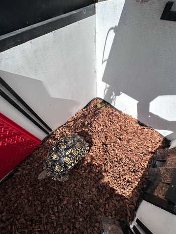 Tortoise poop, tortoise shed, night shed, pet shelter, insulated tortoise house, tortoise poops where it sleeps,